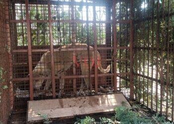 ಚಿರತೆ ಸೆರೆ ಹಿಡಿಯಲು ಬೋನ್ ಇಟ್ಟ ಅರಣ್ಯಾಧಿಕಾರಿಗಳು: