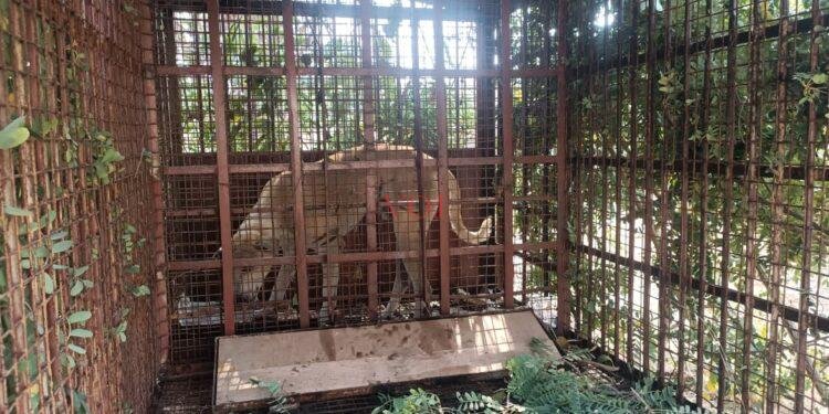 ಚಿರತೆ ಸೆರೆ ಹಿಡಿಯಲು ಬೋನ್ ಇಟ್ಟ ಅರಣ್ಯಾಧಿಕಾರಿಗಳು: