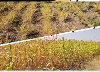 ಉತ್ತಮ ಫಸಲು ಪಡೆದಿದ್ದರೂ ರೈತರ ಮುಖದಲ್ಲಿ ಕಳೆಗುಂದಿದ ಸಂತಸ: