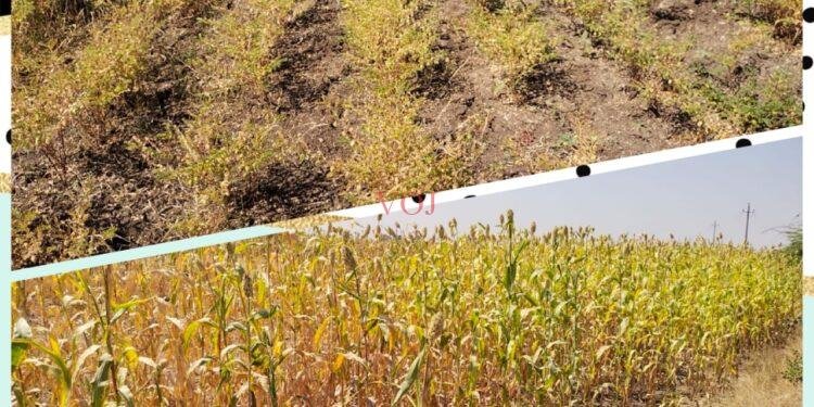 ಉತ್ತಮ ಫಸಲು ಪಡೆದಿದ್ದರೂ ರೈತರ ಮುಖದಲ್ಲಿ ಕಳೆಗುಂದಿದ ಸಂತಸ: