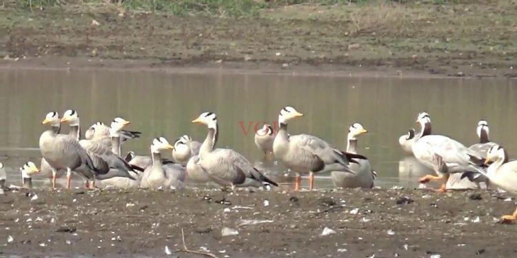 ಮಾರಲದಿನ್ನಿ ಜಲಾಶಯಕ್ಕೆ ಆಗಮಿಸಿದ ಮಂಗೋಲಿಯ ಅತಿಥಿಗಳು