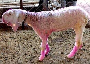 ಏಳು ದಿನದ ಟಗರು ಮರಿ ಎರಡು ಲಕ್ಷಕ್ಕೆ ಮಾರಾಟ..