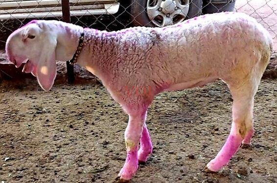 ಏಳು ದಿನದ ಟಗರು ಮರಿ ಎರಡು ಲಕ್ಷಕ್ಕೆ ಮಾರಾಟ..