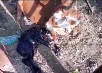 ಮಾನವೀಯ ಕಳಕಳಿಗೆ ಸಾಕ್ಷಿಯಾದ ಕೆ.ಎಸ್.ಆರ್.ಟಿ.ಸಿ ಸಿಬ್ಬಂದಿ ..