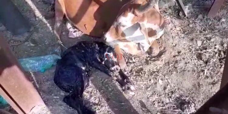 ಮಾನವೀಯ ಕಳಕಳಿಗೆ ಸಾಕ್ಷಿಯಾದ ಕೆ.ಎಸ್.ಆರ್.ಟಿ.ಸಿ ಸಿಬ್ಬಂದಿ ..