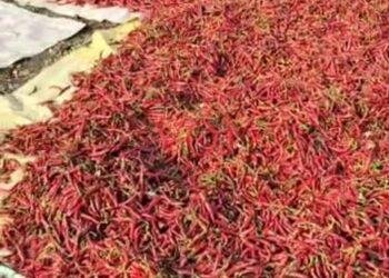 ಮೆಣಸಿನಕಾಯಿ ಬೆಳೆದ ರೈತರು ಕಂಗಾಲು: