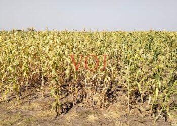 20 ಕ್ವಿಂಟಾಲ್ ಖರೀದಿ ಷರತ್ತು ಹಿಂಪಡೆದ ಸರಕಾರ : ರೈತರಲ್ಲಿ ಸಂತಸ