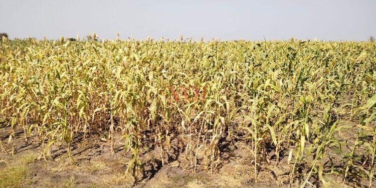 20 ಕ್ವಿಂಟಾಲ್ ಖರೀದಿ ಷರತ್ತು ಹಿಂಪಡೆದ ಸರಕಾರ : ರೈತರಲ್ಲಿ ಸಂತಸ