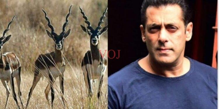 ಕೃಷ್ಣ ಮೃಗ ಬೇಟೆ ಪ್ರಕರಣ; ಸಲ್ಮಾನ್​ ಖಾನ್​​ಗೆ ತಾತ್ಕಾಲಿಕ​ ರಿಲೀಫ್​​:
