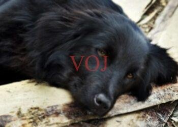 ಸಾಕು ನಾಯಿಯ ಸ್ಮರಣೆಗೆ ಗುಡಿಯನ್ನು ಕಟ್ಟಿಸಿದ 82 ವರ್ಷದ ವೃದ್ಧ: