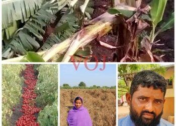 ನಿಂಬೆನಾಡಿನ ರೈತರಿಗೆ ಹುಳಿಯಾದ ಅಕಾಲಿಕ ಮಳೆ…