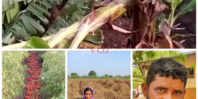 ನಿಂಬೆನಾಡಿನ ರೈತರಿಗೆ ಹುಳಿಯಾದ ಅಕಾಲಿಕ ಮಳೆ…