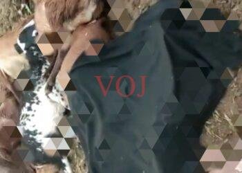 ಸಿಡಿಲ ಬಡಿತಕ್ಕೆ ಇಬ್ಬರು ಕುರಿಗಾಯಿಗಳ ಸಾವು..!