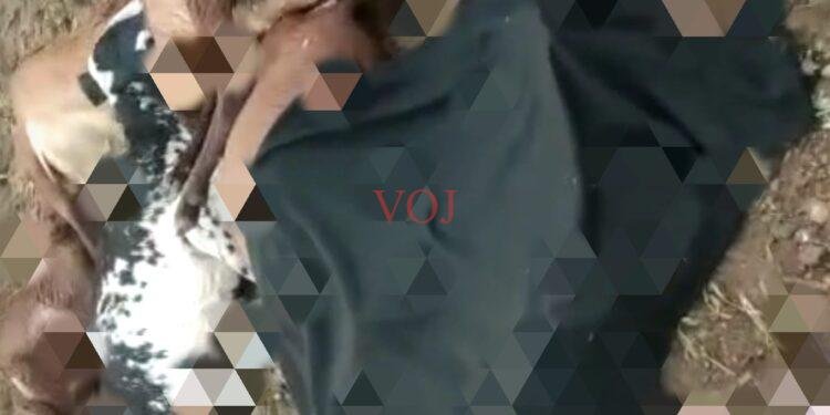 ಸಿಡಿಲ ಬಡಿತಕ್ಕೆ ಇಬ್ಬರು ಕುರಿಗಾಯಿಗಳ ಸಾವು..!