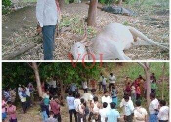 ಸಿಡಿಲಿಗೆ ರೈತನ ಎತ್ತು ಸಾವು.. ರೈತನ ಬದುಕು…?