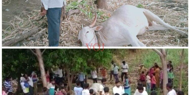 ಸಿಡಿಲಿಗೆ ರೈತನ ಎತ್ತು ಸಾವು.. ರೈತನ ಬದುಕು…?