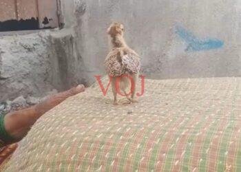 ಬಿಸಿಲೂರಿನ ‘ 3 ‘ ಕಾಲಿನ ಕೋ ಕೋಗೆ ಫುಲ್ ಡಿಮ್ಯಾಂಡ್: