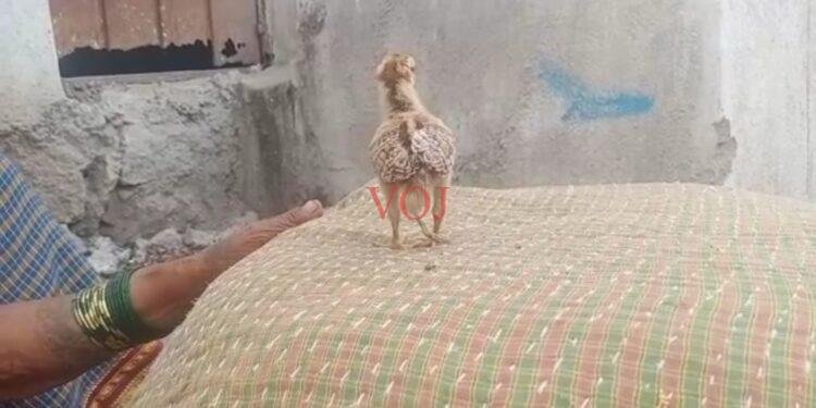 ಬಿಸಿಲೂರಿನ ‘ 3 ‘ ಕಾಲಿನ ಕೋ ಕೋಗೆ ಫುಲ್ ಡಿಮ್ಯಾಂಡ್: