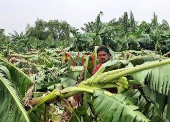ಗಾಳಿ ಮಳೆಗೆ ನೆಲಕ್ಕುರುಳಿದ ಬಾಳೆ:
