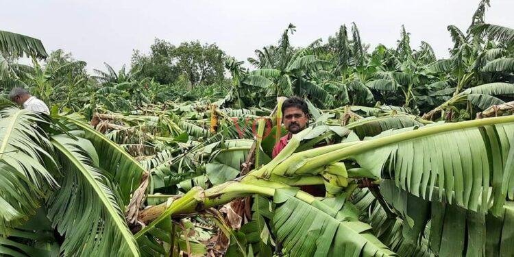 ಗಾಳಿ ಮಳೆಗೆ ನೆಲಕ್ಕುರುಳಿದ ಬಾಳೆ: