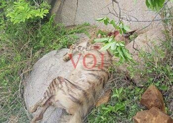 ಕತ್ತೆಕಿರುಬ ಕೊಂದವರನ್ನು ಬಂದಿಸಿದ ಅರಣ್ಯ ಇಲಾಖೆ ಅಧಿಕಾರಿಗಳು: