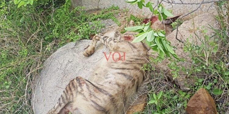 ಕತ್ತೆಕಿರುಬ ಕೊಂದವರನ್ನು ಬಂದಿಸಿದ ಅರಣ್ಯ ಇಲಾಖೆ ಅಧಿಕಾರಿಗಳು: