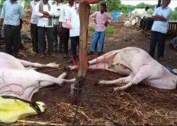 ವಿದ್ಯುತ್ ತಂತಿ ಸ್ಪರ್ಶಿಸಿ ಎತ್ತುಗಳು ಸಾವು: