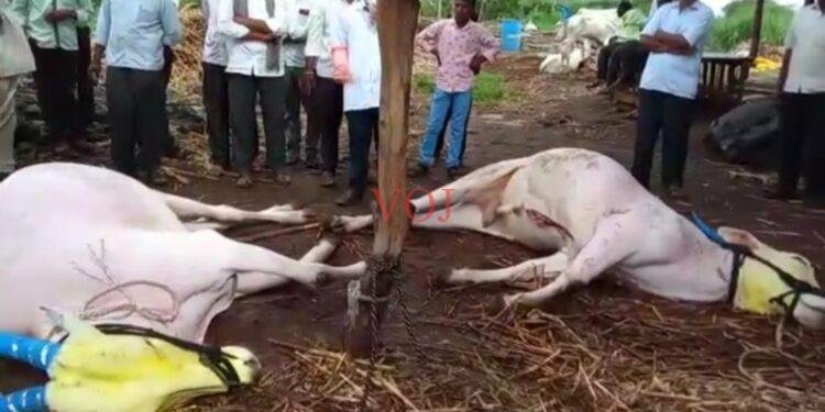 ವಿದ್ಯುತ್ ತಂತಿ ಸ್ಪರ್ಶಿಸಿ ಎತ್ತುಗಳು ಸಾವು: