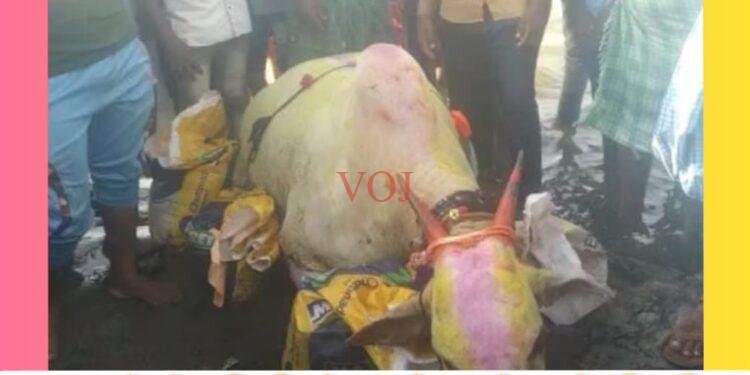 ಕರಿ ಹರಿಯುವ ವೇಳೆ ಭೀಮಾನದಿಗೆ ಹಾರಿಬಿಟ್ಟ ಎತ್ತು..!