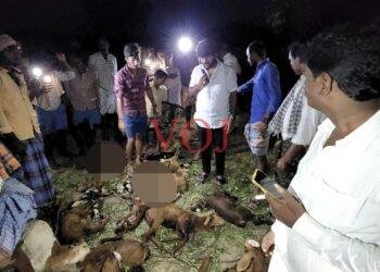 ಕುರಿಹಟ್ಟಿ ಮೇಲೆ ತೋಳಗಳ ದಾಳಿ; 25 ಕುರಿಗಳು ಸಾವು: