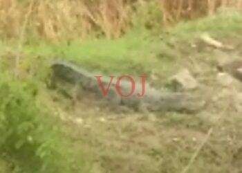 ಬಾವಿಯಲ್ಲಿ ಬೃಹತ್ ಮೊಸಳೆ ಪತ್ತೆ..! ಎಲ್ಲಿ ಅಂತಿರಾ..