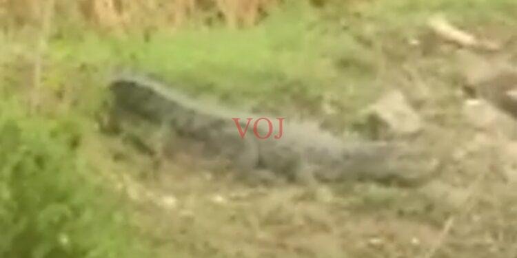 ಬಾವಿಯಲ್ಲಿ ಬೃಹತ್ ಮೊಸಳೆ ಪತ್ತೆ..! ಎಲ್ಲಿ ಅಂತಿರಾ..