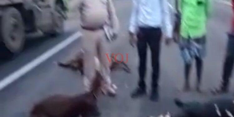 ಕಾರು ಹಾಯ್ದು 10 ಕುರಿಗಳು ಬಲಿ..!