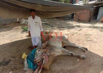 ಲಿಂಬೆನಾಡಿನಲ್ಲಿ ಎತ್ತು ಕಳ್ಳತನಕ್ಕೆ ಯತ್ನ..ಆಗಿದ್ದೇನು ? ಎತ್ತು ಸಾವು ಬದುಕಿನ ಮಧ್ಯೆ ಹೋರಾಟ..!