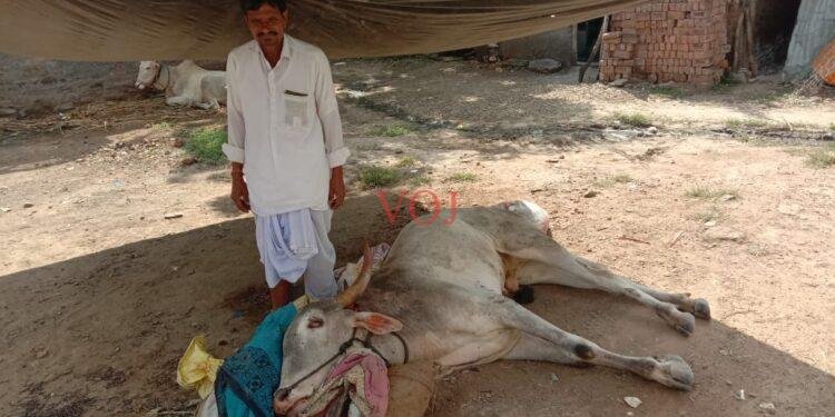 ಲಿಂಬೆನಾಡಿನಲ್ಲಿ ಎತ್ತು ಕಳ್ಳತನಕ್ಕೆ ಯತ್ನ..ಆಗಿದ್ದೇನು ? ಎತ್ತು ಸಾವು ಬದುಕಿನ ಮಧ್ಯೆ ಹೋರಾಟ..!