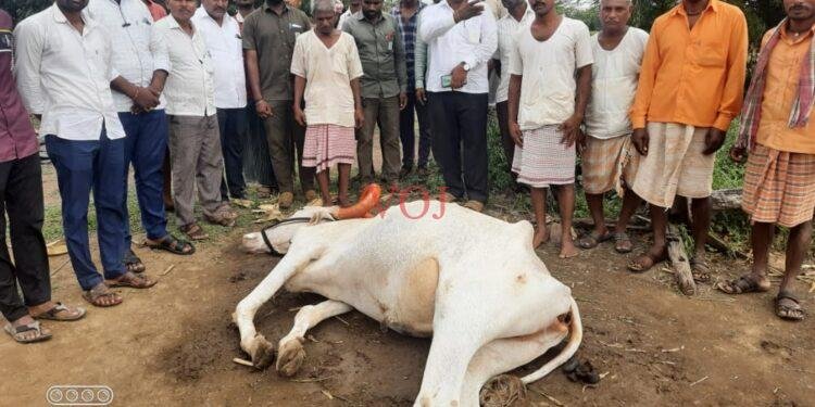 80 ಸಾವಿರ ಮೌಲ್ಯದ ಎತ್ತು..ವಿದ್ಯತ್ ತಂತಿಗೆ ಬಲಿ..!