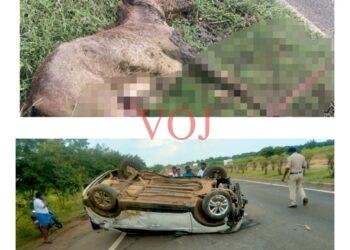 ಚಲಿಸುತ್ತಿದ್ದ ಕಾರಿಗೆ ಅಡ್ಡ ಬಂದ ಕುದುರೆ…ಮುಂದೆ ಏನಾಯಿತು..!