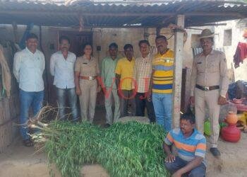 16.5 ಸಾವಿರ ರೂಪಾಯಿ ಮೌಲ್ಯದ ಹಸಿ ಗಾಂಜಾ ಜಪ್ತಿ..!