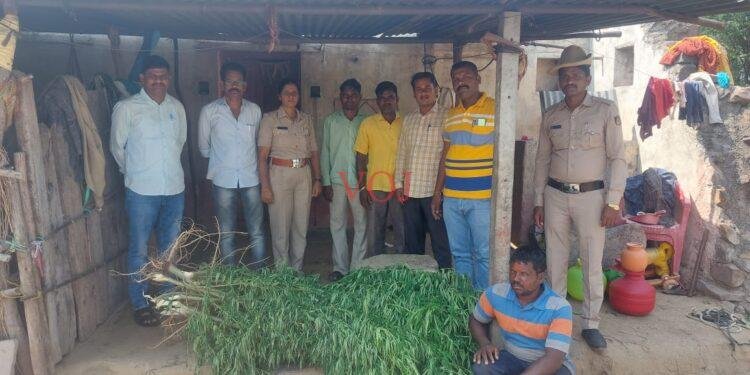 16.5 ಸಾವಿರ ರೂಪಾಯಿ ಮೌಲ್ಯದ ಹಸಿ ಗಾಂಜಾ ಜಪ್ತಿ..!