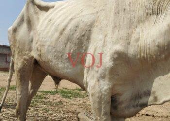 ಚರ್ಮ ಗಂಟು ರೋಗಕ್ಕೆ ರಾಸುಗಳು ಬಲಿ; ರೈತರು ಕಂಗಾಲು: