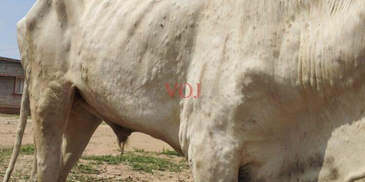 ಚರ್ಮ ಗಂಟು ರೋಗಕ್ಕೆ ರಾಸುಗಳು ಬಲಿ; ರೈತರು ಕಂಗಾಲು: