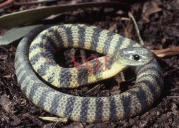 ಹಾವು ಕಚ್ಚಿದ ಪರಿಣಾಮ 10 ವರ್ಷದ ಬಾಲಕ ಸಾವು..