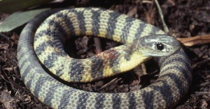 ಹಾವು ಕಚ್ಚಿದ ಪರಿಣಾಮ 10 ವರ್ಷದ ಬಾಲಕ ಸಾವು..