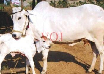 ಸೂಲಗಿತ್ತಿಯಾದರು ಇಂಡಿಯ ಆದರ್ಶನೀಯ ಯುವಕರು…