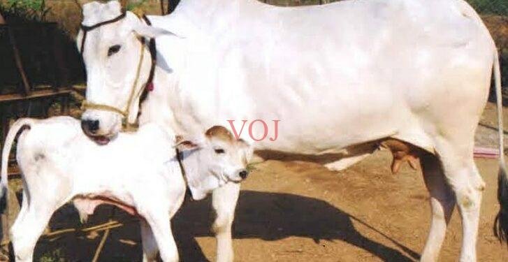 ಸೂಲಗಿತ್ತಿಯಾದರು ಇಂಡಿಯ ಆದರ್ಶನೀಯ ಯುವಕರು…