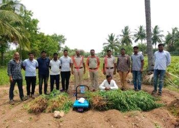 ಲಕ್ಷಾಂತರ ಮೌಲ್ಯದ ಹಸಿ ಗಾಂಜಾ ಪೋಲಿಸ್ ವಶಕ್ಕೆ..!