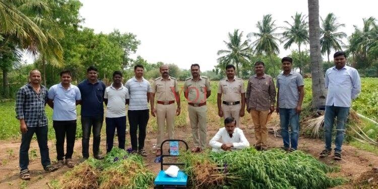 ಲಕ್ಷಾಂತರ ಮೌಲ್ಯದ ಹಸಿ ಗಾಂಜಾ ಪೋಲಿಸ್ ವಶಕ್ಕೆ..!