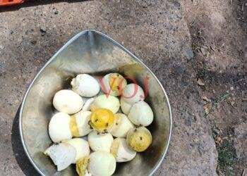 ಅಂಗನವಾಡಿಯಲ್ಲಿ ಕೊಳೆತ ಮೊಟ್ಟೆ; ಸ್ಥಳೀಯರಿಂದ ಅಕ್ರೋಷ..!