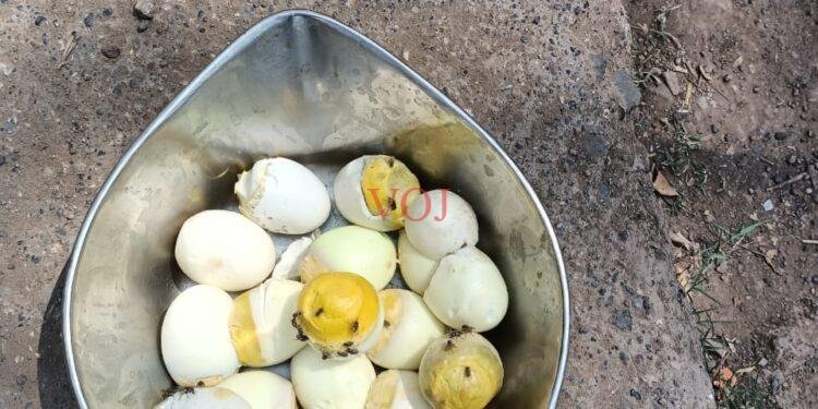 ಅಂಗನವಾಡಿಯಲ್ಲಿ ಕೊಳೆತ ಮೊಟ್ಟೆ; ಸ್ಥಳೀಯರಿಂದ ಅಕ್ರೋಷ..!