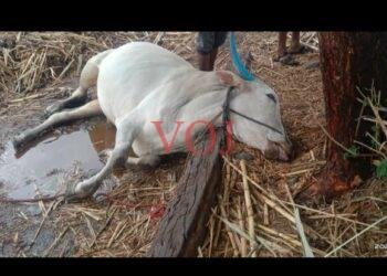 ಇಂಡಿಯಲ್ಲಿ ಸಿಡಿಲಿಗೆ ಎತ್ತು ಬಲಿ..?